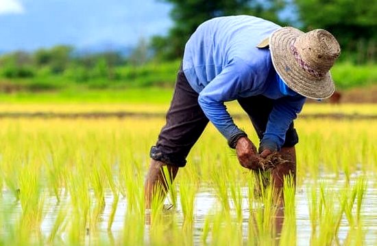 Farmer working in paddy field - KisanDirect Platform